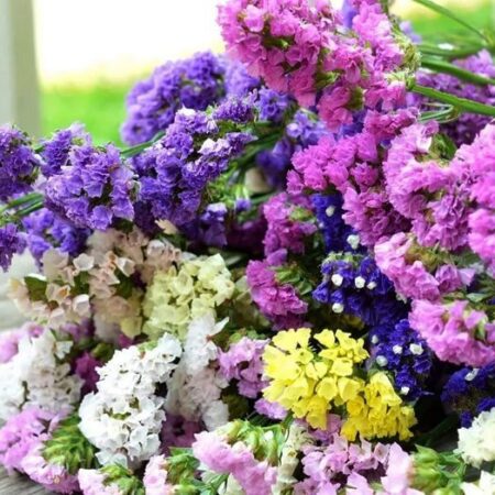 Статица - цветы, цветы гомель, доставка цветов гомель, купить цветы, доставка цветов