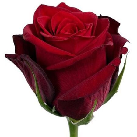 Роза Эксплорер 60 см - цветы, цветы гомель, доставка цветов гомель, купить цветы, доставка цветов