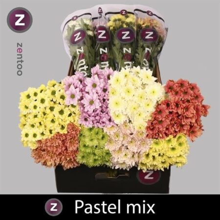 Хризантема Зембла - цветы, цветы гомель, доставка цветов гомель, купить цветы, доставка цветов