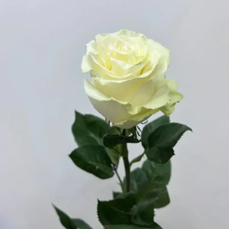 Роза Мондиаль 60 см