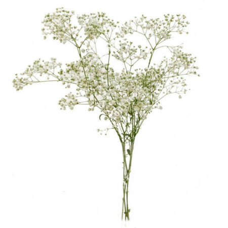 Гипсофила - цветы, цветы гомель, доставка цветов гомель, купить цветы, доставка цветов