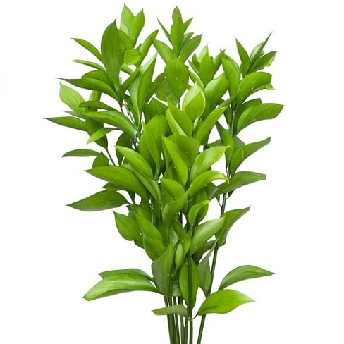 Рускус - цветы, цветы гомель, доставка цветов гомель, купить цветы, доставка цветов