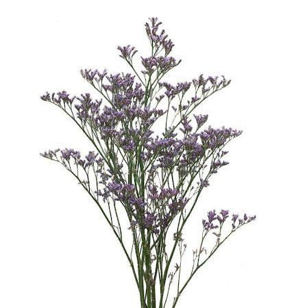 Лимониум - цветы, цветы гомель, доставка цветов гомель, купить цветы, доставка цветов