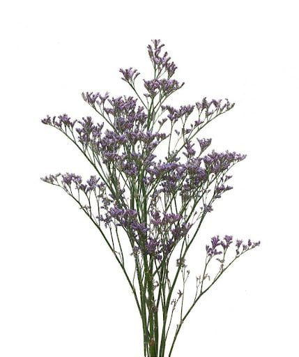 Лимониум - цветы, цветы гомель, доставка цветов гомель, купить цветы, доставка цветов