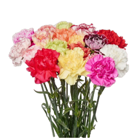 Гвоздика «Микс» - цветы, цветы гомель, доставка цветов гомель, купить цветы, доставка цветов