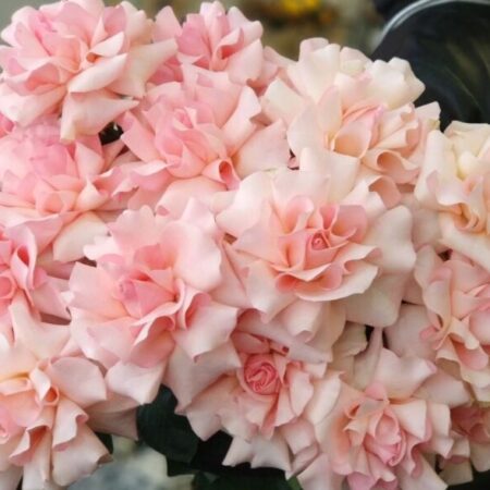 Французкая роза - цветы, цветы гомель, доставка цветов гомель, купить цветы, доставка цветов