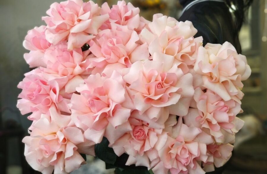 Французкая роза - цветы, цветы гомель, доставка цветов гомель, купить цветы, доставка цветов