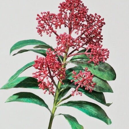 Скимия - цветы, цветы гомель, доставка цветов гомель, купить цветы, доставка цветов