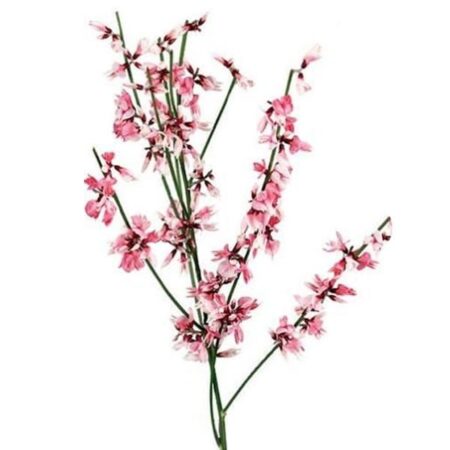 Гениста - цветы, цветы гомель, доставка цветов гомель, купить цветы, доставка цветов