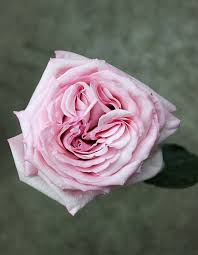 Роза пионовидная Пинк Охара