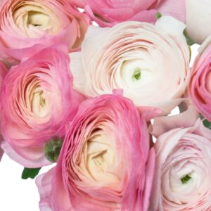 Ранункулюсы