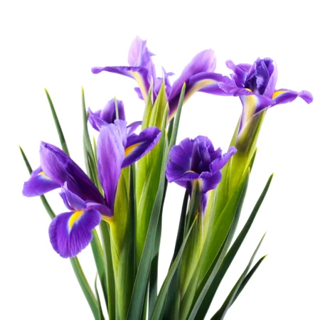 Ирис - цветы, цветы гомель, доставка цветов гомель, купить цветы, доставка цветов