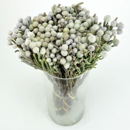 Бруния - цветы, цветы гомель, доставка цветов гомель, купить цветы, доставка цветов