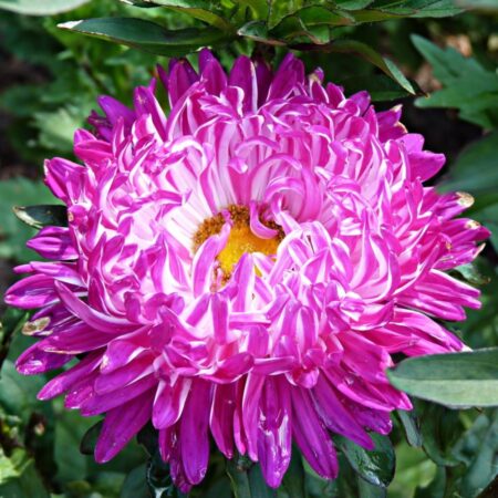 Астра - цветы, цветы гомель, доставка цветов гомель, купить цветы, доставка цветов