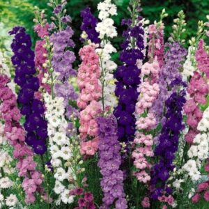 Дельфиниум - цветы, цветы гомель, доставка цветов гомель, купить цветы, доставка цветов