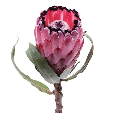 Протея - цветы, цветы гомель, доставка цветов гомель, купить цветы, доставка цветов