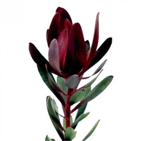 Леукодендрон - цветы, цветы гомель, доставка цветов гомель, купить цветы, доставка цветов