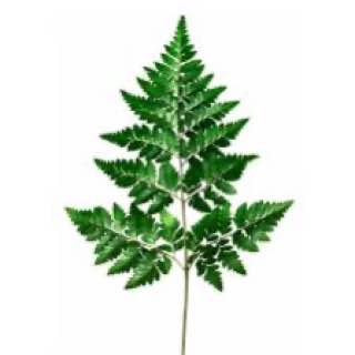 Петрушка - цветы, цветы гомель, доставка цветов гомель, купить цветы, доставка цветов