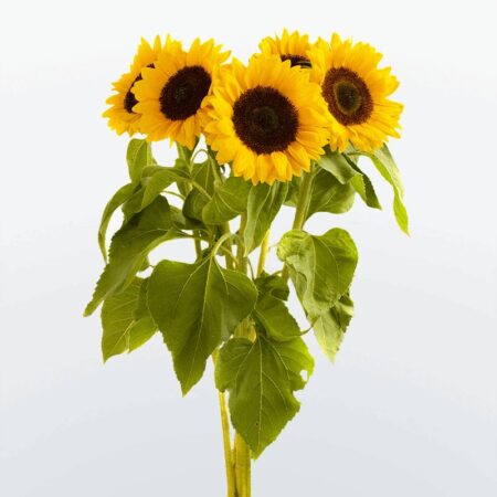 Подсолнух - цветы, цветы гомель, доставка цветов гомель, купить цветы, доставка цветов