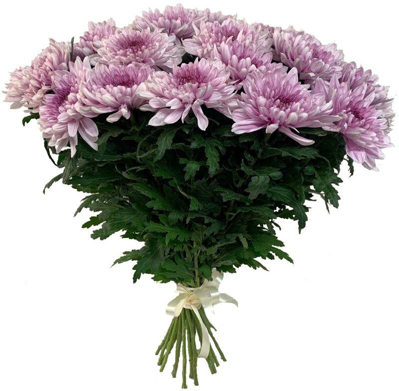 Хризантема одноголовая Бигуди - цветы, цветы гомель, доставка цветов гомель, купить цветы, доставка цветов