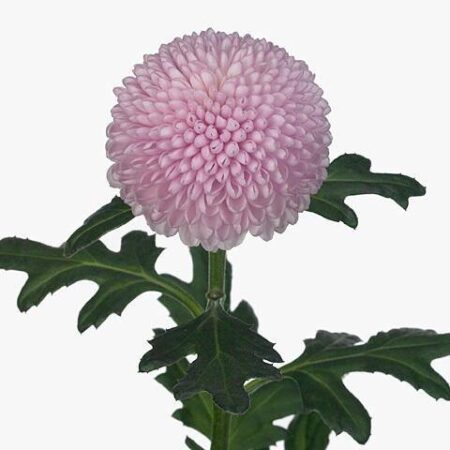 Хризантема одноголовая Бигуди - цветы, цветы гомель, доставка цветов гомель, купить цветы, доставка цветов