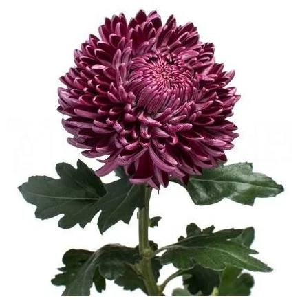 Хризантема одноголовая Бигуди - цветы, цветы гомель, доставка цветов гомель, купить цветы, доставка цветов