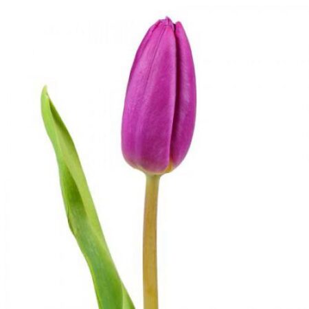 Тюльпан Пионовидный - цветы, цветы гомель, доставка цветов гомель, купить цветы, доставка цветов