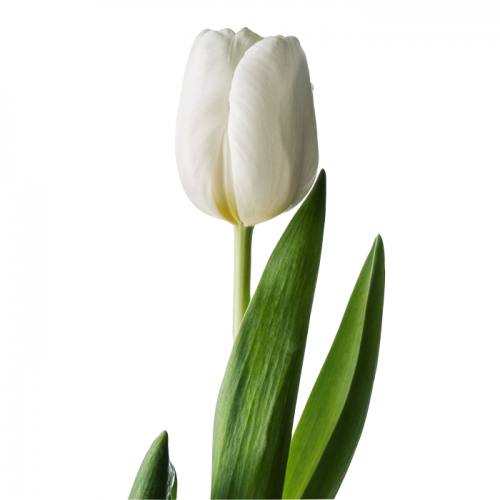 Тюльпан Пионовидный - цветы, цветы гомель, доставка цветов гомель, купить цветы, доставка цветов