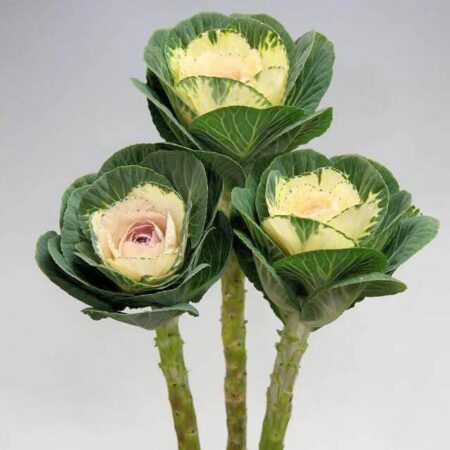 Брасика - цветы, цветы гомель, доставка цветов гомель, купить цветы, доставка цветов