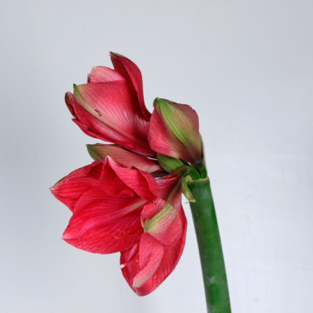 Амариллис в ассортименте