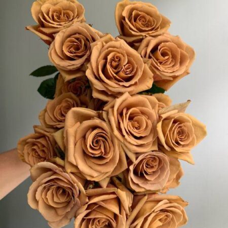 Роза ТОФФИ - цветы, цветы гомель, доставка цветов гомель, купить цветы, доставка цветов