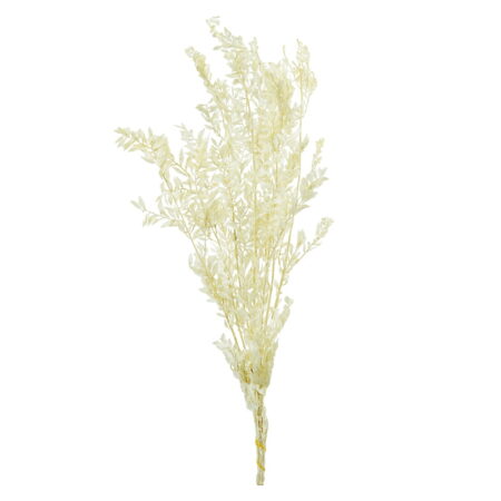 Рускус стабилизированный - цветы, цветы гомель, доставка цветов гомель, купить цветы, доставка цветов