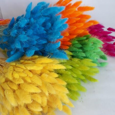 Лагурус - цветы, цветы гомель, доставка цветов гомель, купить цветы, доставка цветов