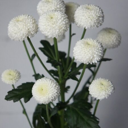 Хризантема "Ньютон" - цветы, цветы гомель, доставка цветов гомель, купить цветы, доставка цветов