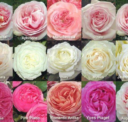 Пионовидная роза в ассортименте