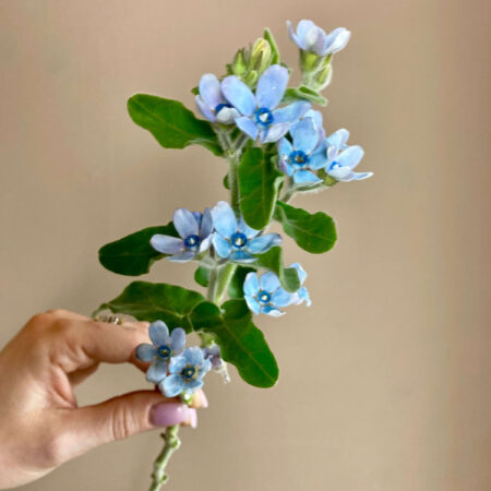 Твидия(оксипеталум)