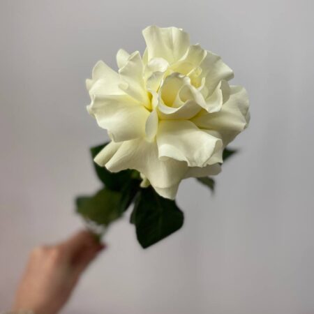 Французская роза "Mondial" - цветы, цветы гомель, доставка цветов гомель, купить цветы, доставка цветов