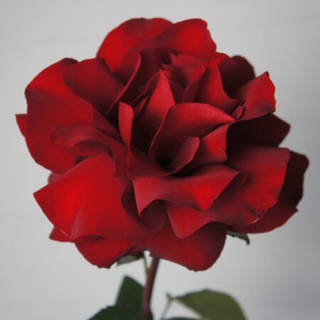 Французская роза "Explorer" - цветы, цветы гомель, доставка цветов гомель, купить цветы, доставка цветов