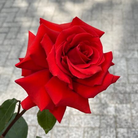 Французская роза "Nina" - цветы, цветы гомель, доставка цветов гомель, купить цветы, доставка цветов