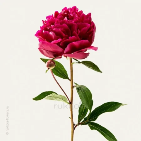 Пион красный