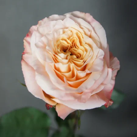 Роза Шиммер