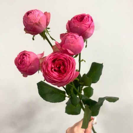 Кустовая роза Жизель