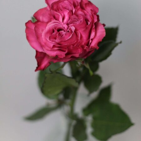 Пионовидная Роза Кантри Блюз