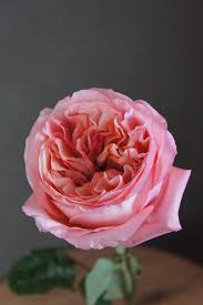 Пионовидная Роза Пинк Экспрешн