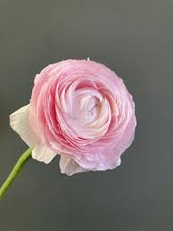 Ранункулюс розовый