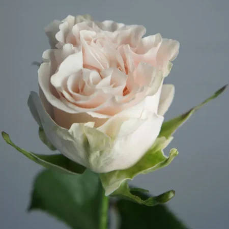 Роза Коттон Экспрешн