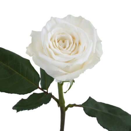 Пионовидная роза Плая Бланка