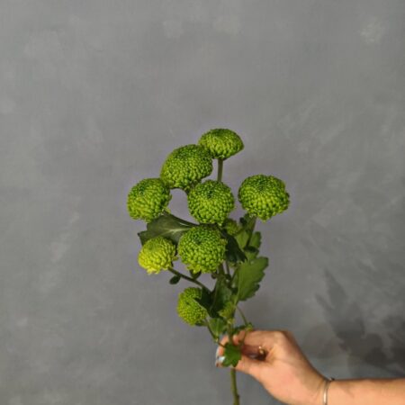 Хризантема Филингрин