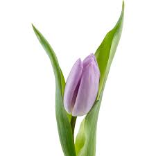 Тюльпан сиреневый
